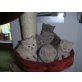 Britisch Kurzhaarkatze - Kater