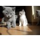 Britisch Kurzhaarkatze - Kater
