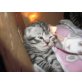 Britisch Kurzhaarkatze - Kater