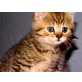 Britisch Kurzhaarkatze - Kater