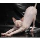 Britisch Kurzhaarkatze - Kater