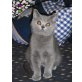 Britisch Kurzhaarkatze - Kater