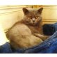 Britisch Kurzhaarkatze - Kater