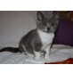 Britisch Kurzhaarkatze - Kater