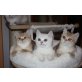 Britisch Kurzhaarkatze - Kater