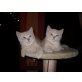 Britisch Kurzhaarkatze - Kater