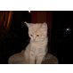 Britisch Kurzhaarkatze - Kater