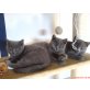 Britisch Kurzhaarkatze - Kater