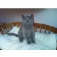 Britisch Kurzhaarkatze - Kater