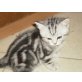 Britisch Kurzhaarkatze - Kater