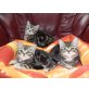 Britisch Kurzhaarkatze - Kater