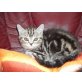 Britisch Kurzhaarkatze - Kater
