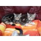 Britisch Kurzhaarkatze - Kater