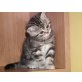 Britisch Kurzhaarkatze - Kater