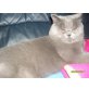 Britisch Kurzhaarkatze - Kater