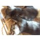 Britisch Kurzhaarkatze - Kater