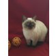 Britisch Kurzhaarkatze - Kater