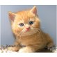 Britisch Kurzhaarkatze - Kater