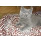 Britisch Kurzhaarkatze - Kater