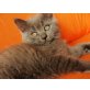 Britisch Kurzhaarkatze - Kater
