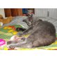 Britisch Kurzhaarkatze - Kater