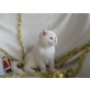 Britisch Kurzhaarkatze - Kater