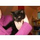 Britisch Kurzhaarkatze - Kater
