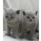 Britisch Kurzhaarkatze - Kater