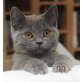 Britisch Kurzhaarkatze - Kater