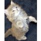 Britisch Kurzhaarkatze - Kater