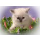 Britisch Kurzhaarkatze - Kater