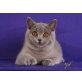 Britisch Kurzhaarkatze - Kater