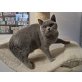 Britisch Kurzhaarkatze - Kater