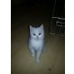 Britisch Kurzhaarkatze - Kater