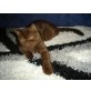 Britisch Kurzhaarkatze - Kater