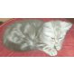 Britisch Kurzhaarkatze - Kater