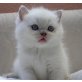 Britisch Kurzhaarkatze - Kater