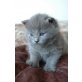 Britisch Kurzhaarkatze - Kater