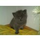 Britisch Kurzhaarkatze - Kater