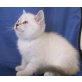 Britisch Kurzhaarkatze - Kater