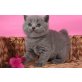 Britisch Kurzhaarkatze - Kater