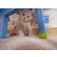 Britisch Kurzhaarkatze - Kater