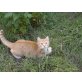 Britisch Kurzhaarkatze - Kater