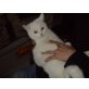 Britisch Kurzhaarkatze - Kater