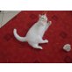 Britisch Kurzhaarkatze - Kater