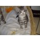Britisch Kurzhaarkatze - Kater