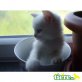 Britisch Kurzhaarkatze - Kater