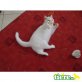 Britisch Kurzhaarkatze - Kater