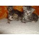 Britisch Kurzhaarkatze - Kater