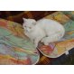 Britisch Kurzhaarkatze - Kater